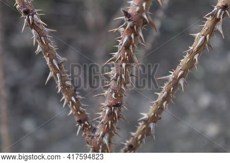 Close-up. Park Rose Bush With Very Dense Thorns.