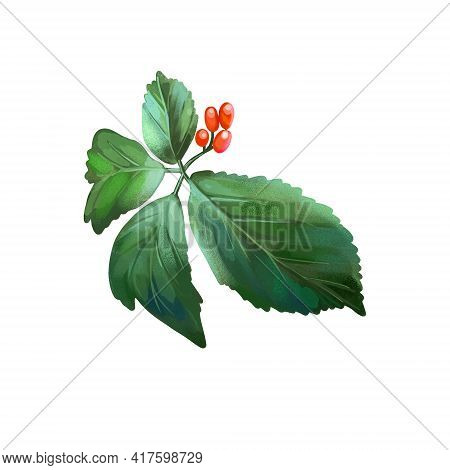 American Ginseng With Green Leaves And Red Fruit Berry Isolated Digital Art Illustration. Panax Pana