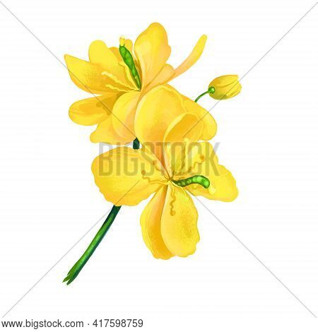 Greater Celandine Or Chelidonium Majus Yellow Flowers Isolated Digital Art Illustration. Perennial H