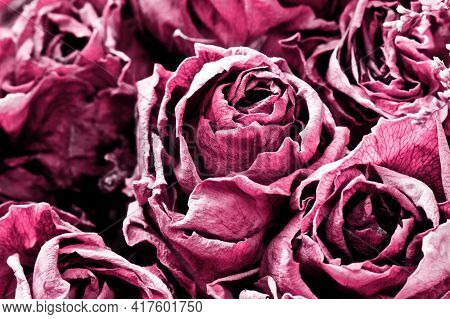 Dry Rose Background. Pink Rose Flower Texture. Dried Flowers Pattern.