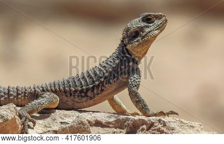 A Close Up Of A Lizard. High Quality Photo