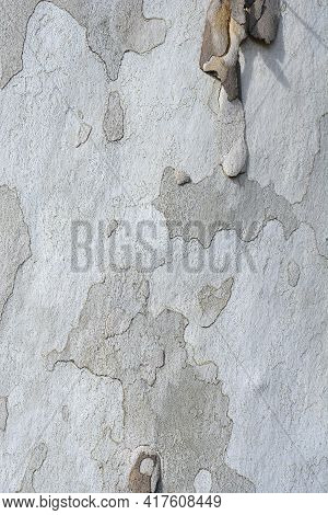 London Plane Bark Detail - Latin Name - Platanus X Hispanica (platanus X Acerifolia)