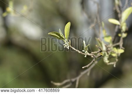 Autumn Olive Branch With Flower Buds - Latin Name - Elaeagnus Umbellata