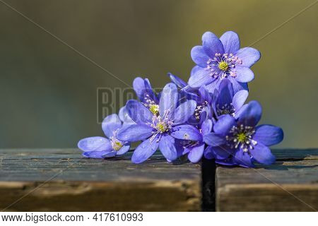 Chionodoxa Twinkle Like Stars.\nalso Known As Glory-of-the-snow, These Little Bulbs Produce A Cluste