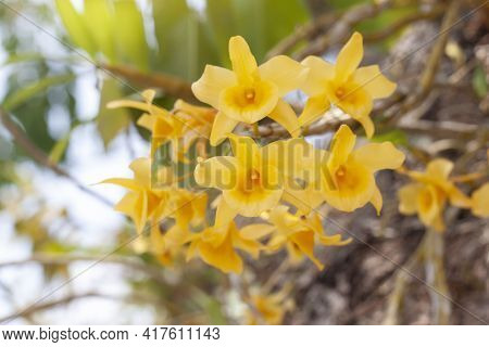 Yellow Orchid Flower Or Dendrobium Friedericksianum Rchb.f. Bloom With Sunlight In The Garden On Nat