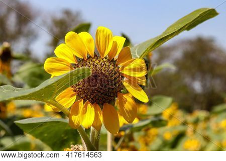 Sunflower With Green Bud Sunflower Blossom - Healthy Lifestyles, Ecology, Organic Farming, Smallhold