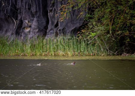 Van Long In Tam Coc Vietnam