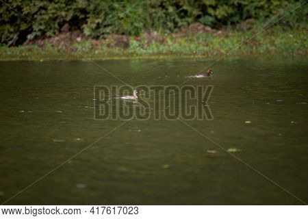 Van Long In Tam Coc Vietnam