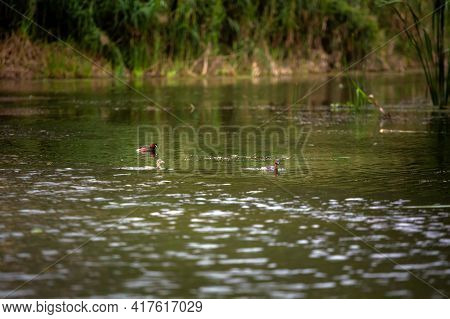 Van Long In Tam Coc Vietnam