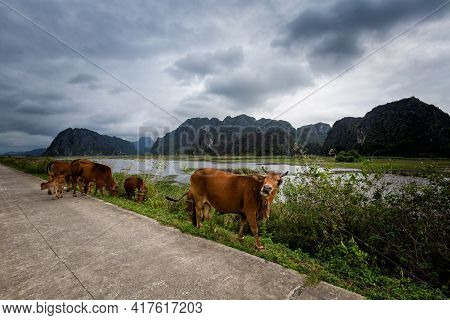Van Long In Tam Coc Vietnam