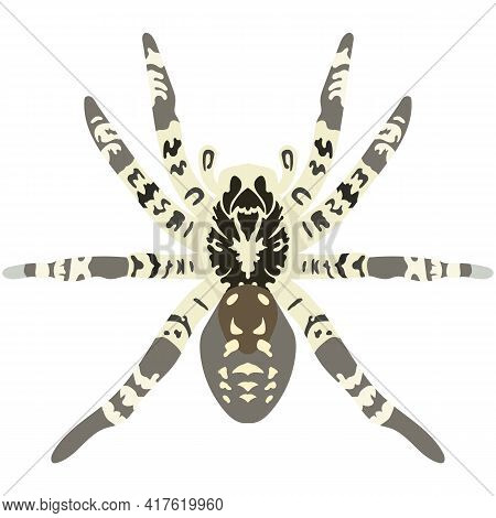 Vector Spider Lycosa Singoriensis Illustration Isolated On White