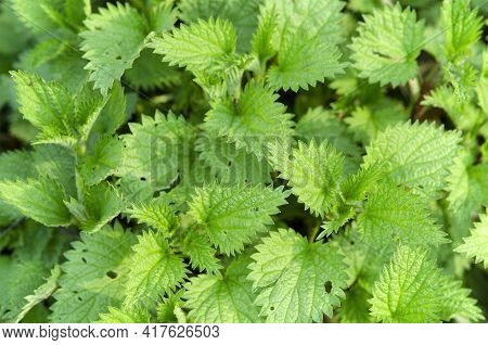 Natural Green Leafy Background Young Nettle Leaves Close Up