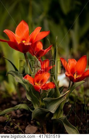 Red Flower In The Garden. Blooming. Closeup Of Beautiful Red Flower, Soft Focus Image.