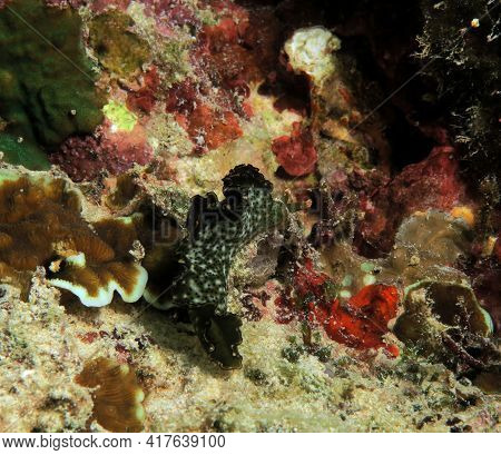 A Elysia Marginata Nudibranch Crawling Cebu Philippines