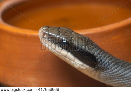 Close-up Snake Head On The Background Of A Clay Pot In The Wild