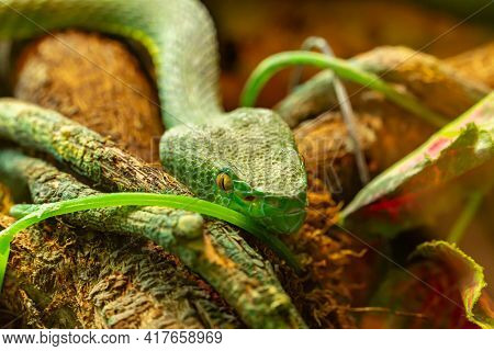 Asian Palm Pit Viper Close-up Trimeresurus And Yellow Eyes Crawling Towards The Camera, Green Poison