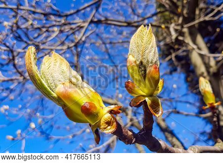 Phase Of Chestnut Bud Opening, A Symbol Of The Coming Spring And Easter. Third Stage - Halfly Opened