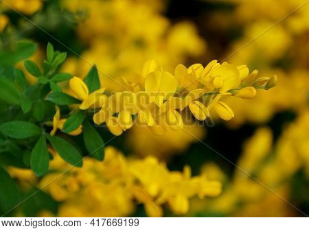 The Bright Yellow Color Of Broom 'genista Spachiana' Flowers