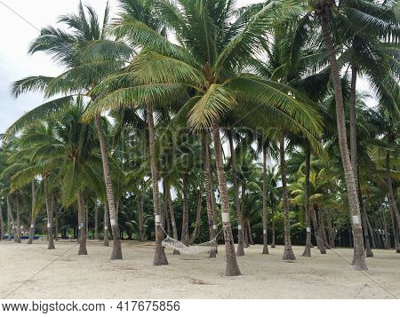 Rope Hammock On Seaside In Palm Tree Forest. Idyllic Tranqil Place Perfect For Relaxing Vacation On 