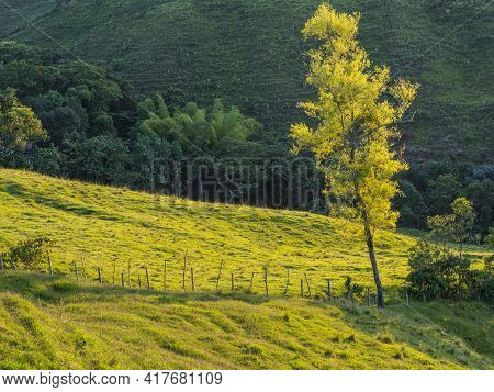 Tree At The Valley And Hills Of Filandia At The Golden Hour Of Sunset