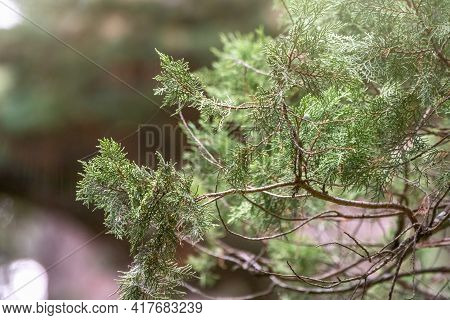 Leaves And Cones Of A Juniper Tree Evergreen. Juniperus Excelsa, Commonly Called The Greek Juniper