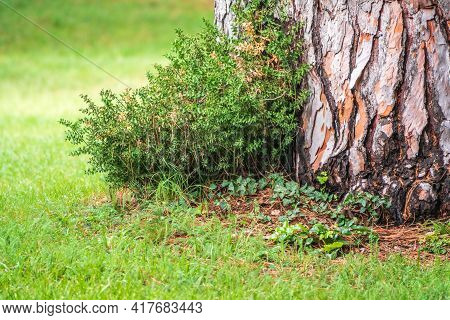 The Base Of The Trunk Of An Old Pine Tree In Park. Pinus Pinea, Also Known As The Italian Stone Pine