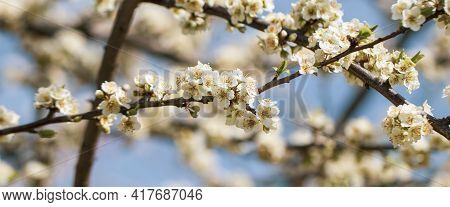 First Flowers Bloomig Tree Of Plum, White Flowers, Blue Sky. Selected Focus. Spring Time. Botanical 