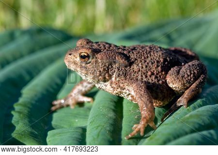 Brown Pimple Toad On The Green And Soft Leaf