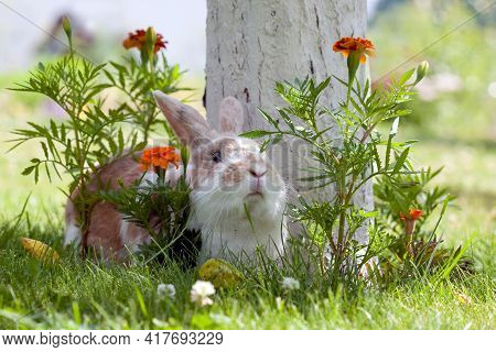 Cute Rabbit Lying On The Grass Between Orange Flowers