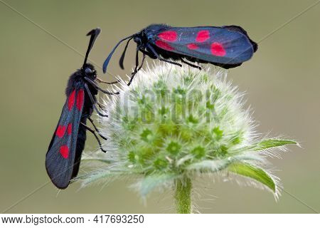 Zygaenidae Red Spotted Butterflies Sit On The On The Plant