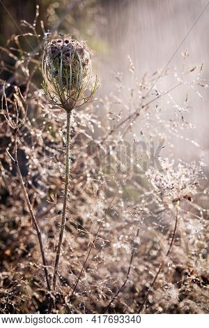 An Interesting Dry Plant And Rain In The Meadow