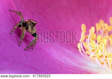 Jumping Spider Jumping In The Pink Flower Blossom With Yellow Stamens