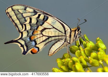 Very Nice Old World Swallowtail Butterfly Sitting On The Green Plant