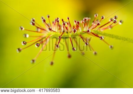 Drosera Madagascariensis Flytrap On The Yellow Background