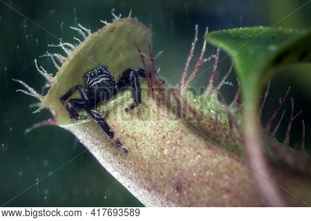 Jumping Spider Hids From The Rain In Tropical Pitcher Plant