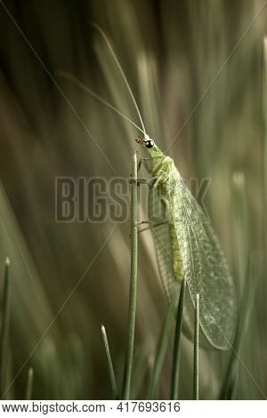 Net-winged Insects In Dark Green, Neuroptera, Lacewings