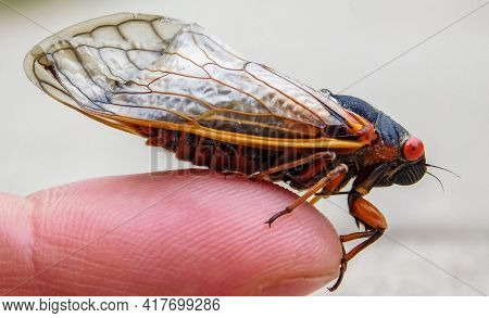 Periodical Cicada Adult, (magicicada Septendecim) Northern Illinois Sub-brood, (part Of Marlatt's Xi