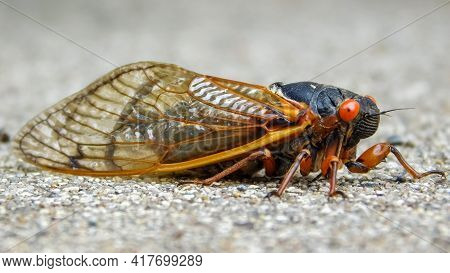 Periodical Cicada (magicicada Septendecim) , Northern Illinois Sub-brood (part Of Marlatt's Xiii)