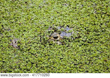 Closeup Of Black Caiman (melanosuchus Niger) Head Camouflage Under  Water  Pampas Del Yacuma, Bolivi