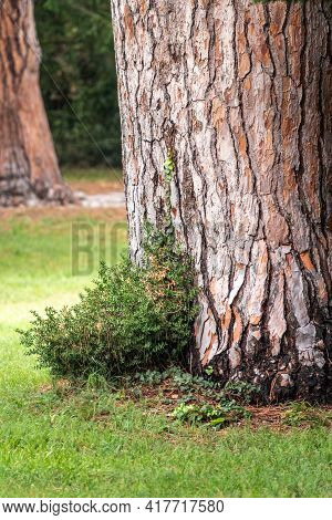The Base Of The Trunk Of An Old Pine Tree In Park. Pinus Pinea, Also Known As The Italian Stone Pine