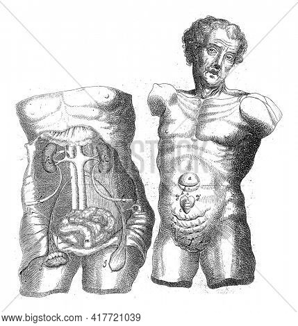 Anatomical study of two hulls, Wilhelmus ten Rhijne, 1670 - 1672