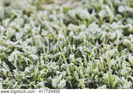 Backdrop In  Selective Focus Of Frost Covered Grass In A English Garden Blurred Background To Aid Co