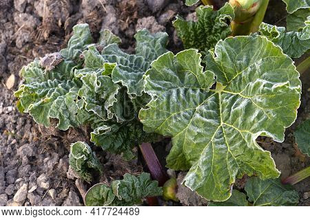 Concept Of Frost Damage Or Hoarfrost In Our Vegetables Garden, Smallholding Or An Allotment  Sometim