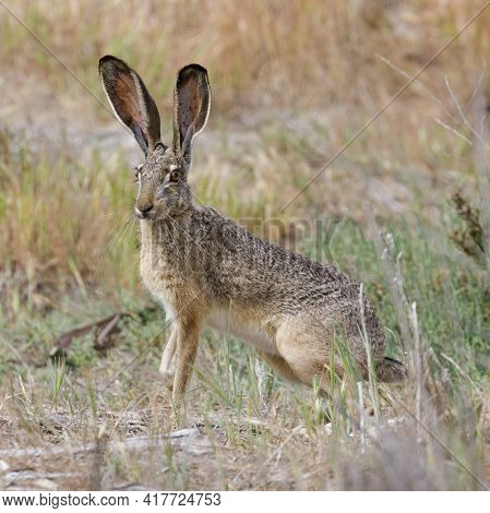 Alert Black-tailed Jackrabbit Showing Its Long Ears.  Santa Clara County, California, Usa.