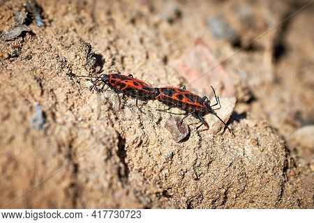 Mating Of Fire Beetles. The First Spring Insects On The Background Of The Ground. Close-up, Selectiv