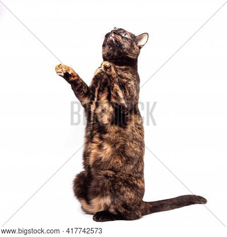 A Mottled Tortoiseshell Cat Sits Comically On Its Hind Legs And Raises Its Front Paws.