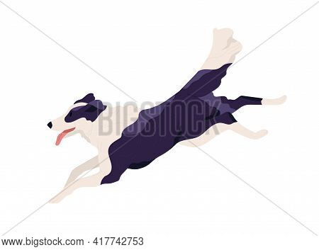 Purebred Border Collie Running Fast And Chasing Smb. Shepherd Dog Rushing With Tongue Hanging Out. D