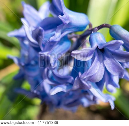 Beautiful Bluebell Flowers Blossom In The Garden