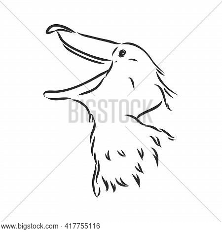 Hand Drawn Sketch Style Shoebill. Vector Illustration Isolated On White Background.