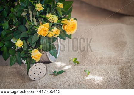 Bouquet Of Yelloow Roses In Watering Can On Background Of Old Burlap